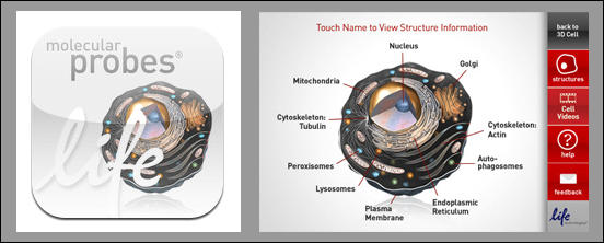 3D Cell 