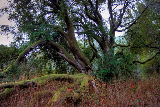 The old tree by Jill Clardy