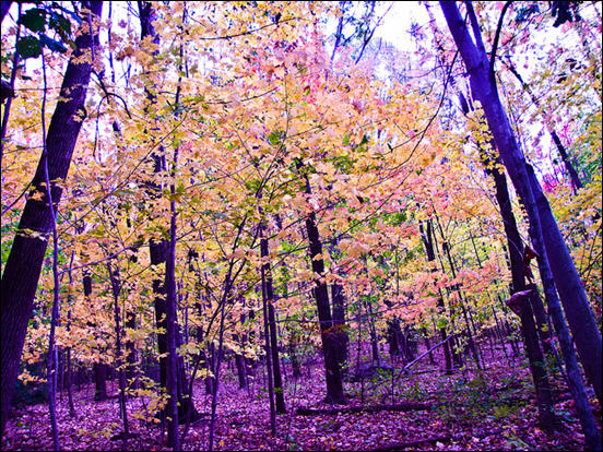 Purple Forest by Russ Seidel