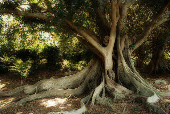 Moreton Bay Fig Tree by Prescott Pym