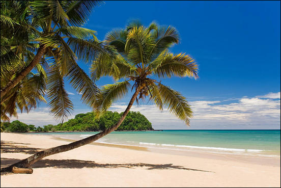Coconut trees on a tropical beach by joelmuteas