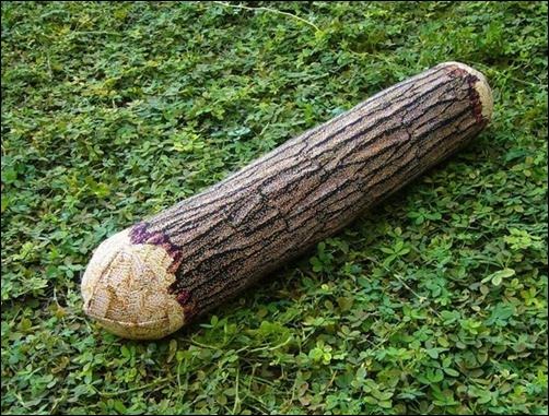 Log-Pillow[3]