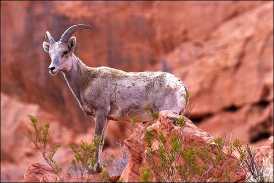 desert-big-horn-sheep