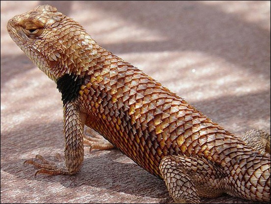 desert-spiny-lizard