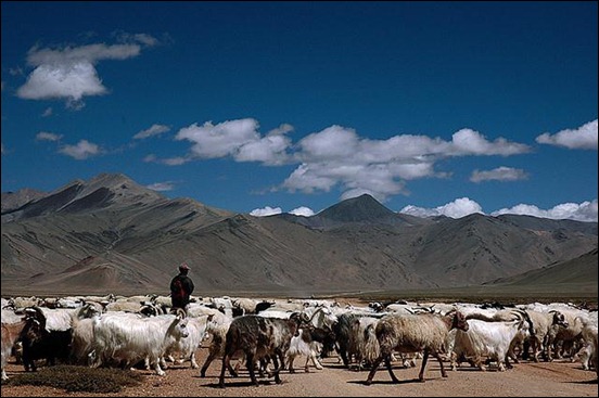 sheeperd-in-ladakh
