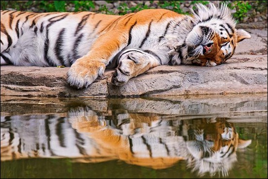 tiger's-reflection
