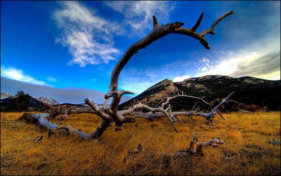 wooden-antlers