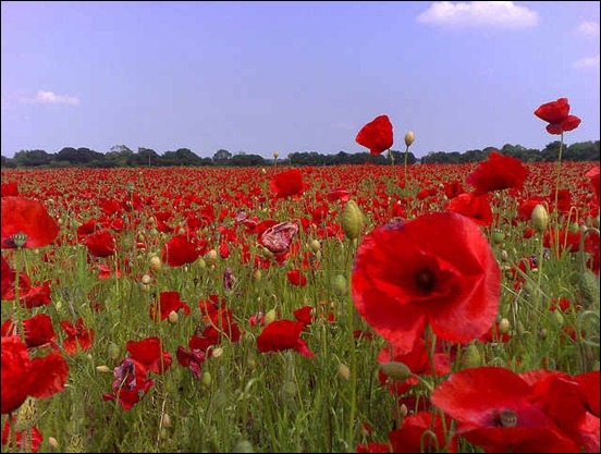 poppy-field