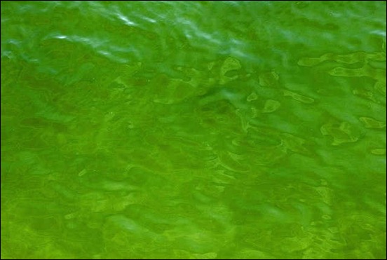 green-water