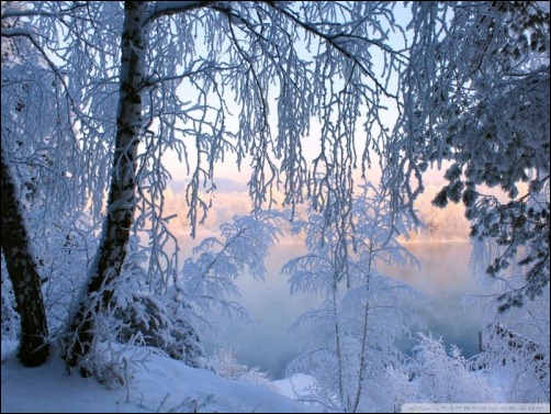 beautiful winter frost wallpaper