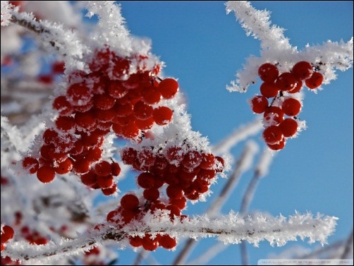 berries in winter wallpaper