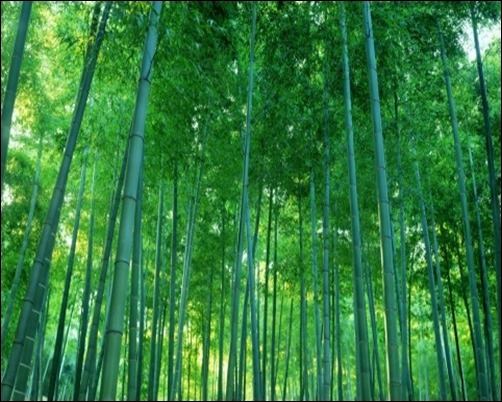 Bamboo-Forest-forest-wallpaper