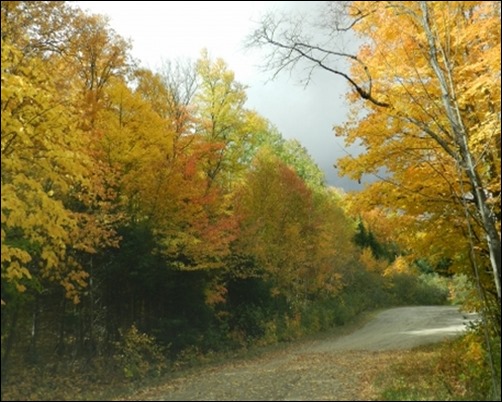 Entering-The-Forest-forest-wallpaper