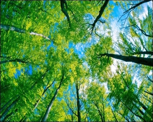 Forest-Sky-View-forest-desktop-wallpaper