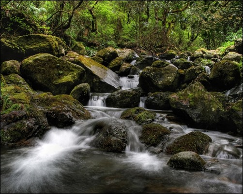 River-Within-Forest-forest-wallpaper