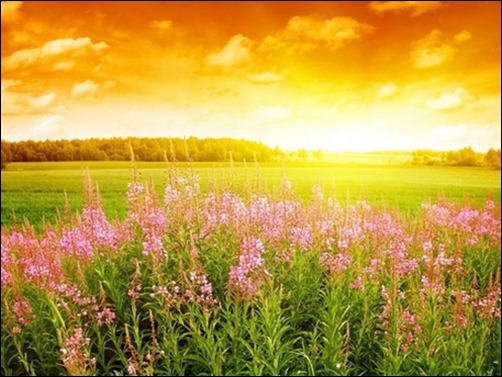 Summer-Flowers-wallpaper-summer