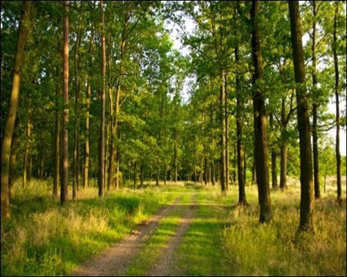 Summer-Forest-forest-background-pictures