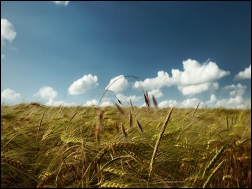 Summer-Wind-free-summer-backgrounds