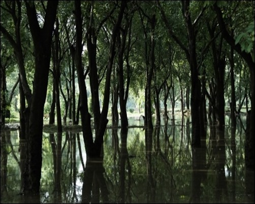 Swamp-Forest-forest-wallpaper