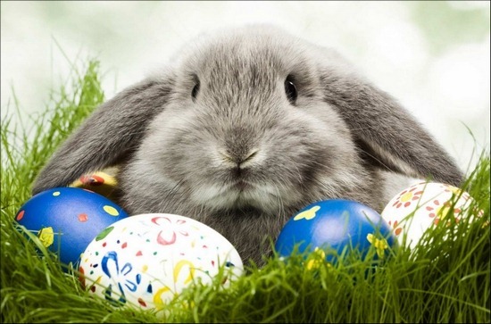 easter-rabbit-in-grass