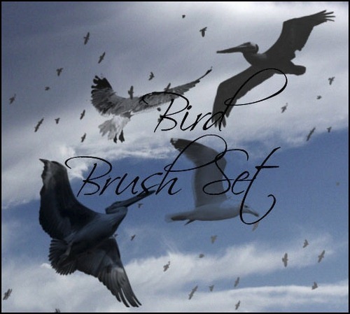 bird-brush-pack