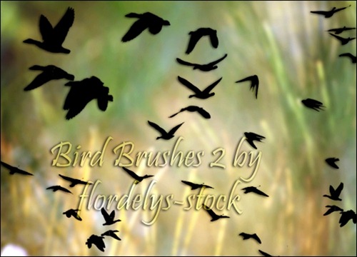 bird-brushes