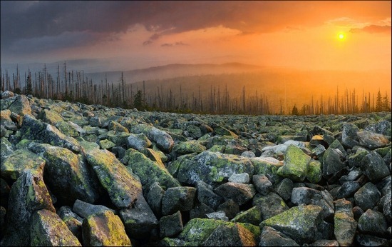 dusk-over-the-dead-forest