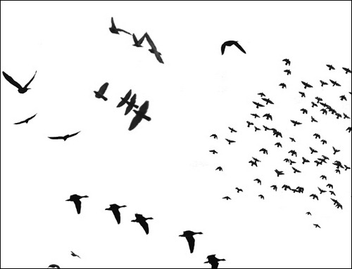 birds brush photoshop free download