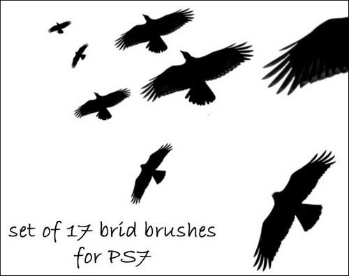 set-of-bird-brush