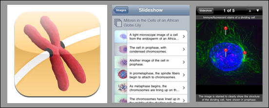 Mitosis