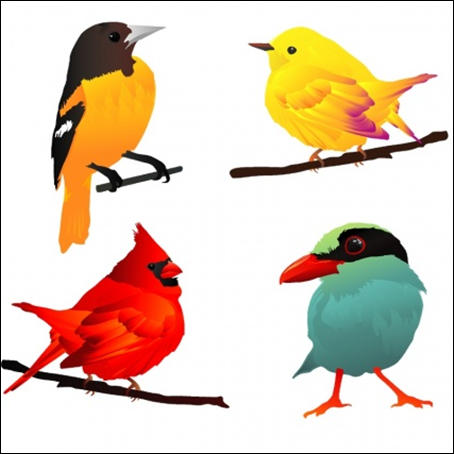 Free Vector Animal – 4 beautiful birds