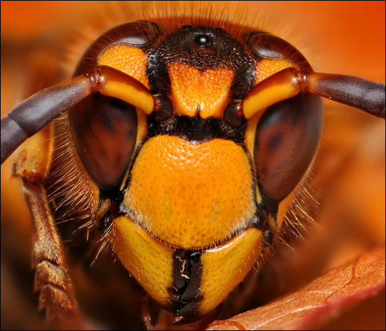 Wasp Portrait by VonShawn