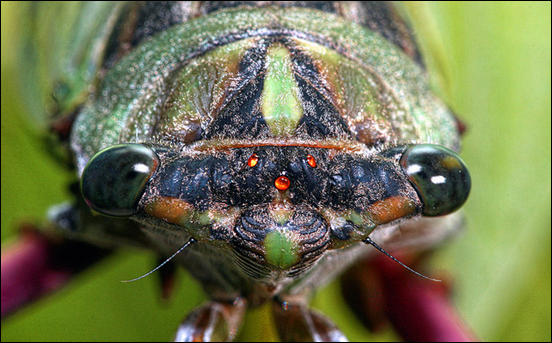 Cicada Eyes by Bistrosavage