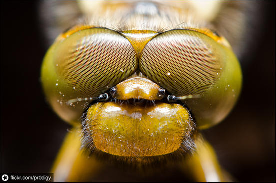 Insect Eye Photography by pr0d1gy
