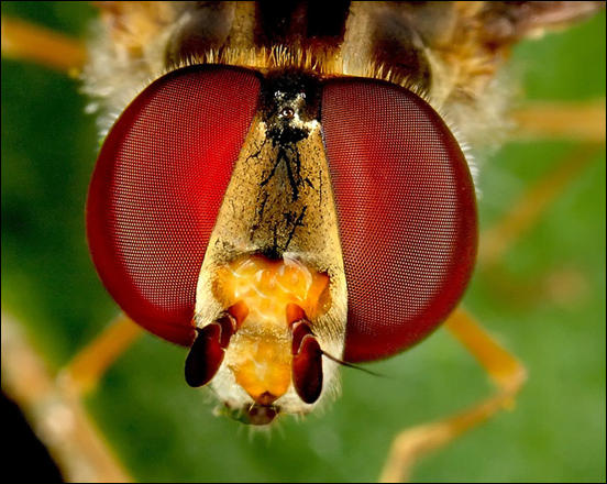 Insect Eye Photography by Jackfisher32