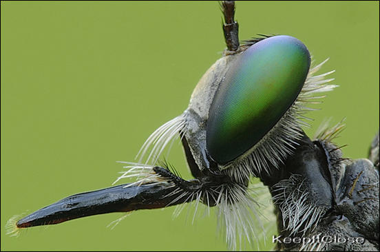 A profile of a Robber Fly by Mike Keeling 