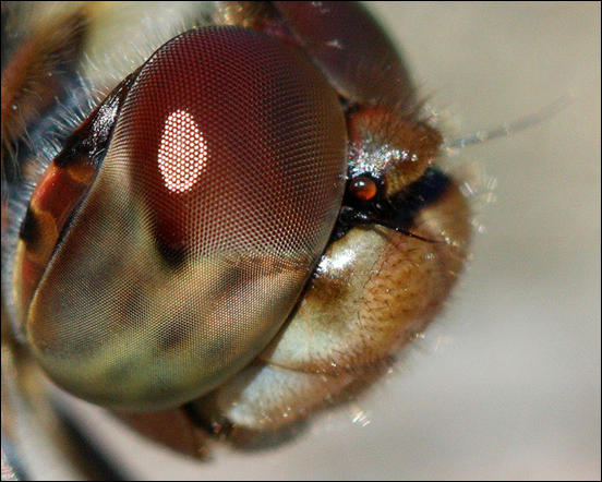 Dragonfly Compound Eye Macro by mcamcamca