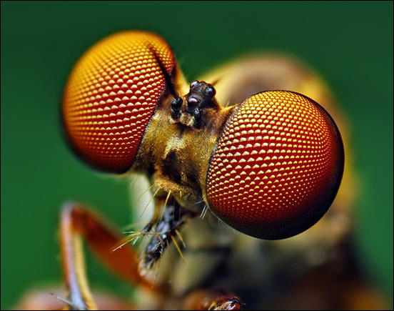 Eyes of a Robber Fly by Thomas Shahan