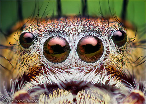 Eyes of a Female Jumping Spider by Thomas Shahan