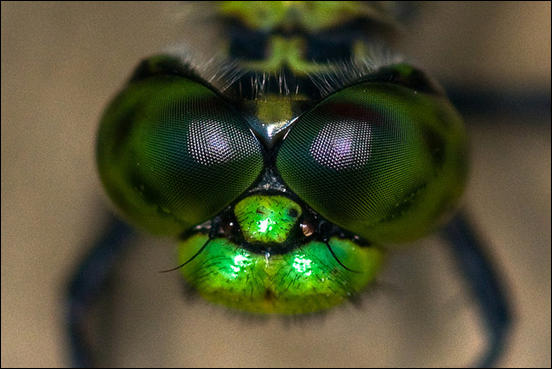 Insect Eye Macro Photography by Brian Mooney