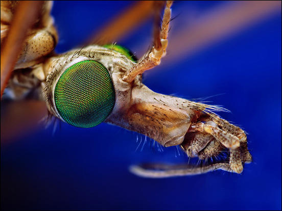 Crane Fly Tipula by Thomas Shahan