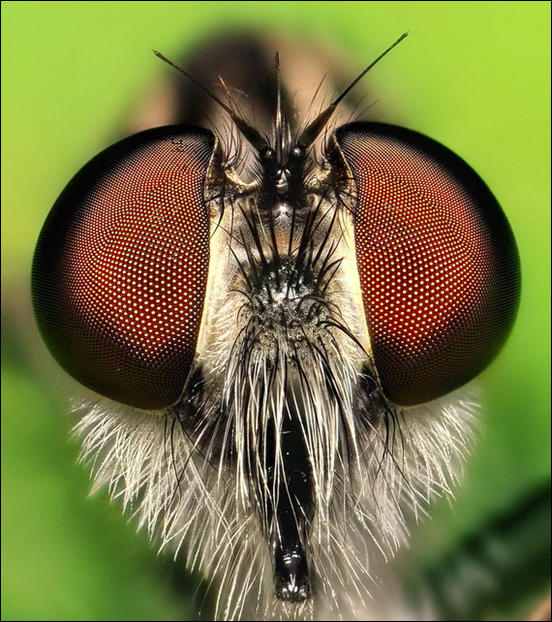 Robberfly Portrait by VonShawn