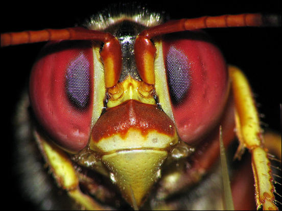 Wasp's Eyes by Gustavo Duran