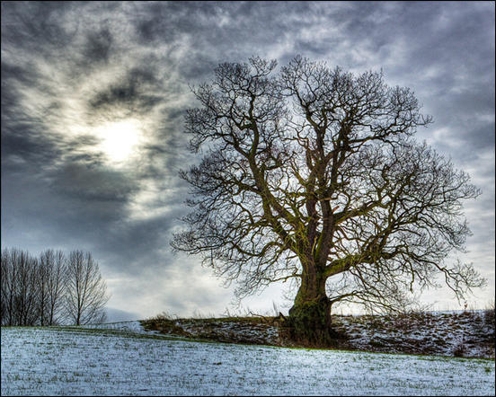 Dramatic winter tree by Tim Engstrom