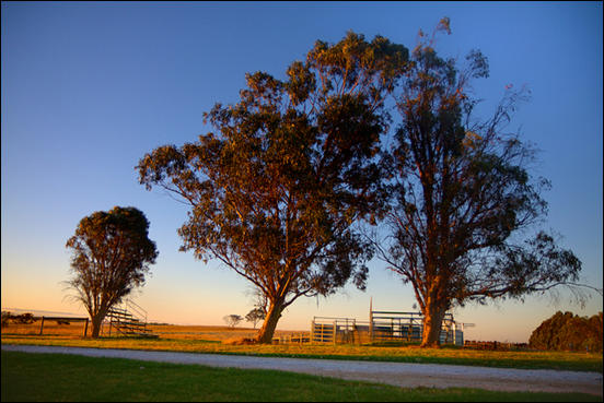 Beautiful trees around the cattle auction yards by Ryk Neethling