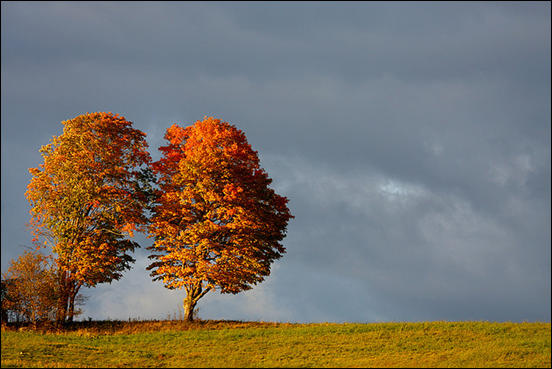 Trees in a field by Martin Cathrae
