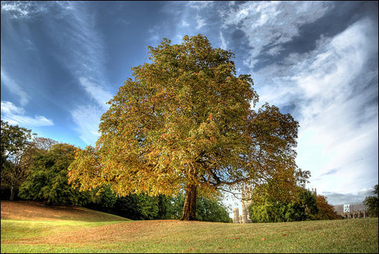 Tree in HDR by Simon Pittock