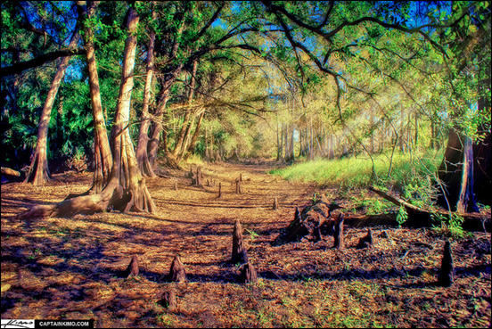 Cypress Forest at Fisheating Creek Park Florida by Captain Kimo