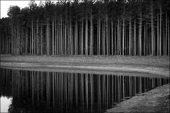 Reflected Pine Trees by Fellowship of the Rich