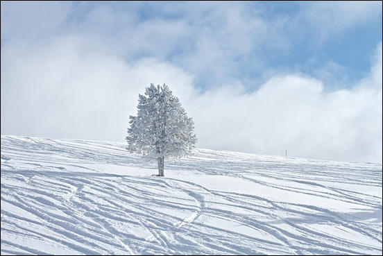 Lone tree in the winter by Zach Dischner